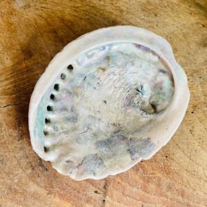Coquille d'Ormeau (taille M)