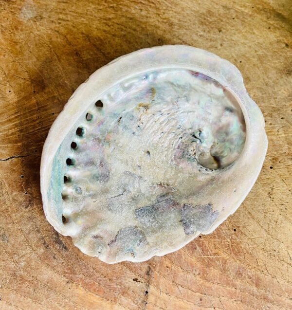 Coquille d'Ormeau (taille M)