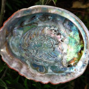 Coquille d'Ormeau (taille XL)