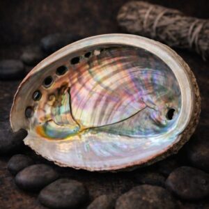 Grande Coquille d'Ormeau