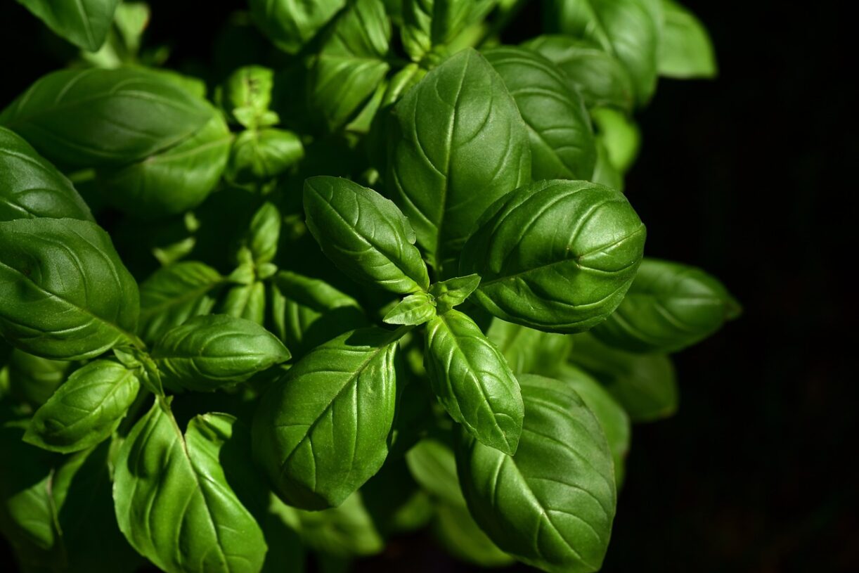 Les pouvoirs magiques du Basilic