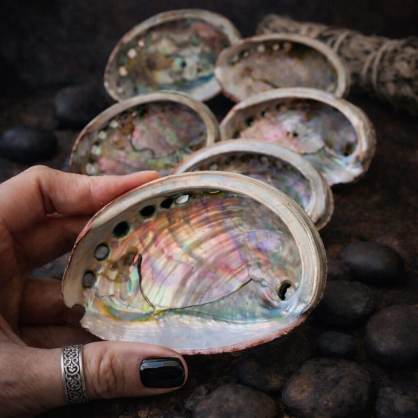 Petite Coquille d'Ormeau
