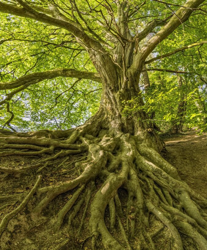 un arbre qui relie ciel et terre