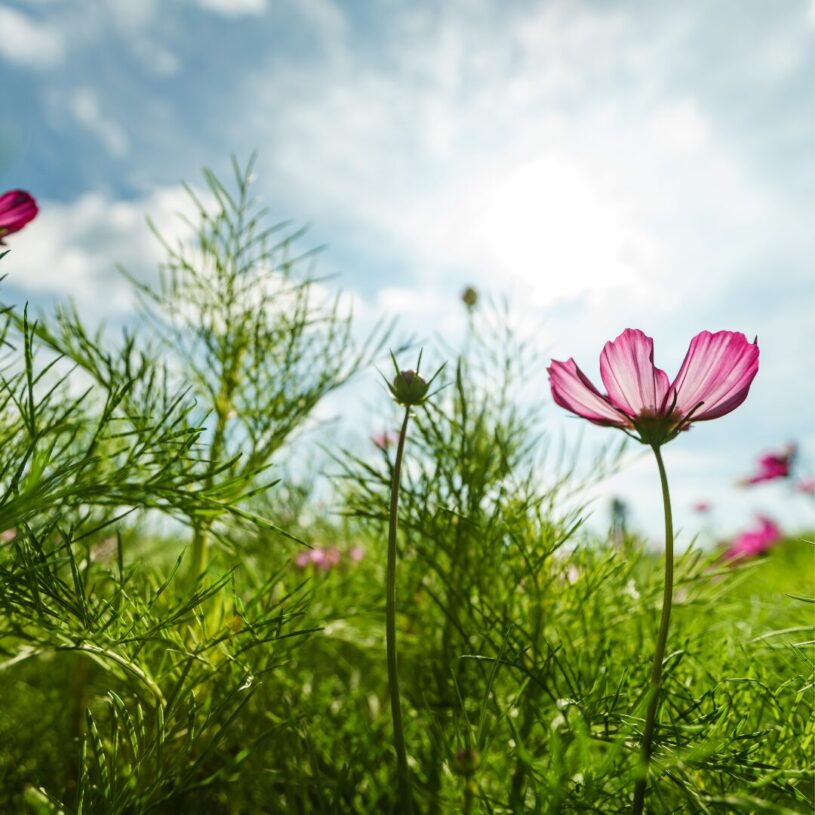 des fleurs pour ostara
